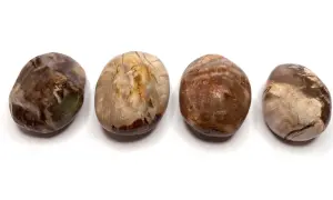 Vier polierte Steine aus versteinertem Holz, die die erdende Wirkung dieses Materials zeigen.