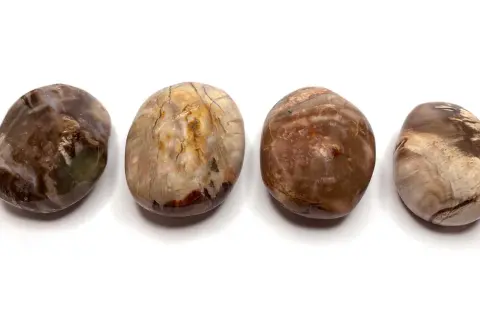 Vier polierte Steine aus versteinertem Holz, die die erdende Wirkung dieses Materials zeigen.