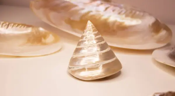 Ein kegelförmiges Perlmutt-Objekt, umgeben von größeren Muschelschalen. Die schimmernde Oberfläche des Perlmutt-Objekts symbolisiert Reinheit und Schönheit.
