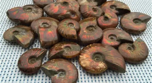 Eine Sammlung schillernder Ammonit Steine, die wie versteinerte Schneckenhäuser aussehen und die Farben des Regenbogens zeigen.