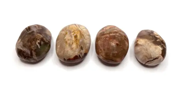 Vier polierte Steine aus versteinertem Holz, die die erdende Wirkung dieses Materials zeigen.